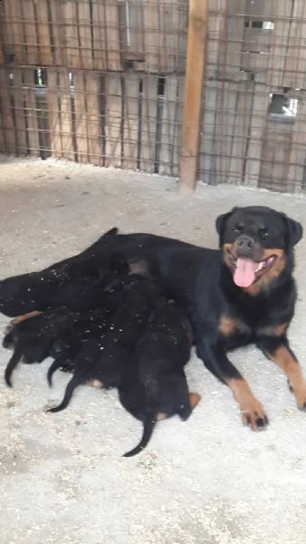 rottweiler maschio e femmina | Foto 2