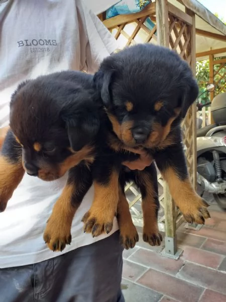rottweiler maschio e femmina