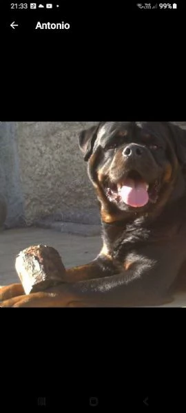 rottweiler maschio e femmina | Foto 1