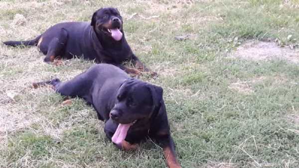 rottweiler maschio e femmina | Foto 0