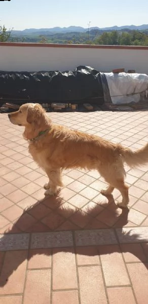 golden retrive | Foto 3