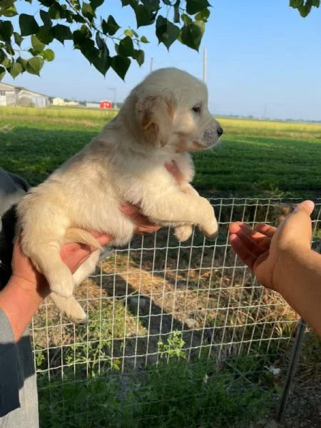 golden retrive | Foto 1