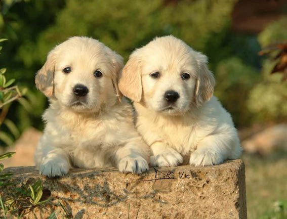 golden retrive