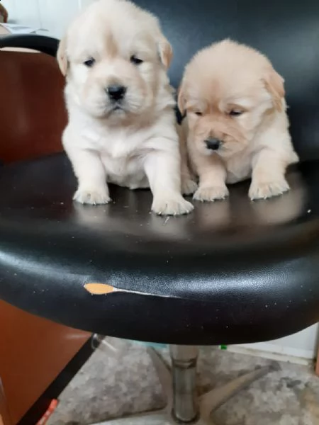 golden retrive | Foto 0
