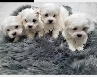 maltese toy maschio e femmina