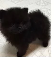 volpino spitz nano tedesco di pomerania