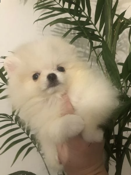  spitz pomerania nano 