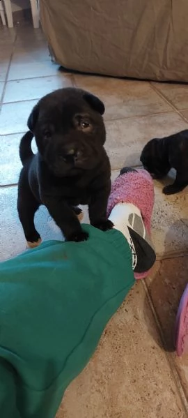 shar pei puri bellissimi  | Foto 4
