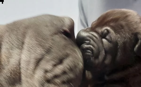 shar pei puri bellissimi  | Foto 3