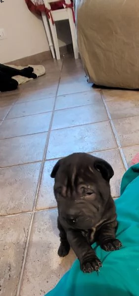 shar pei puri bellissimi  | Foto 2