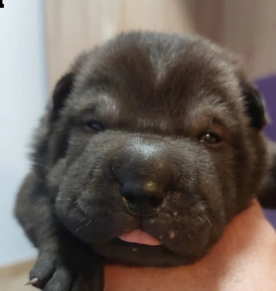 shar pei puri bellissimi  | Foto 1