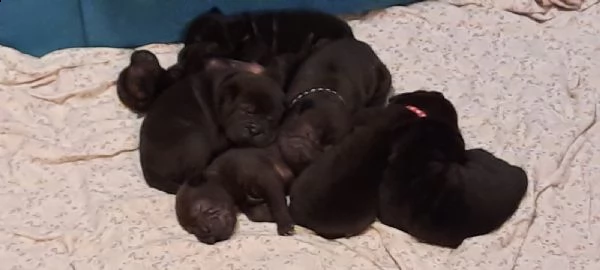 shar pei puri bellissimi  | Foto 0