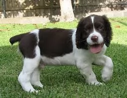 cucciolo di springer spaniel tenerissimi intrigantissimi e buonissimi di 70 giorni sia maschi che fe