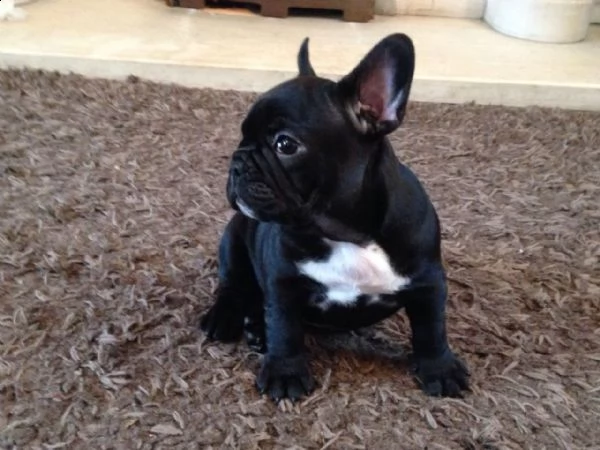 regalo bulldog francese cuccioli disponibile