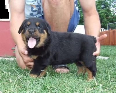 regalo cuccioli di rottweiler maschio e femmina
