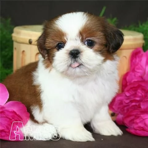 regalo shih tzu cuccioli disponibile per ladozione