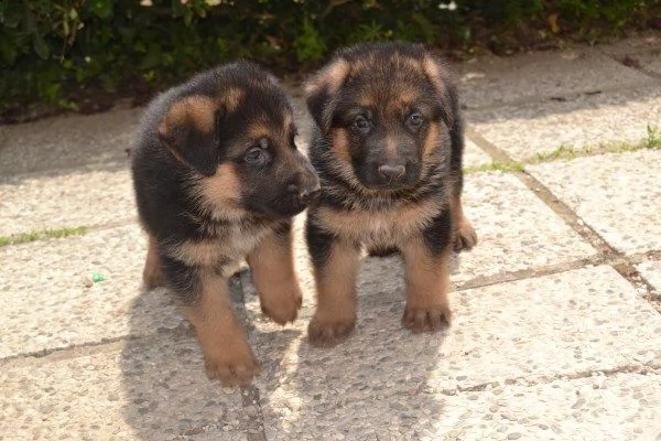regalo cuccioli di pastore tedesco