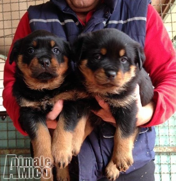 joy e moon 4 mesi rottweiler  tg medio grande cerca casa