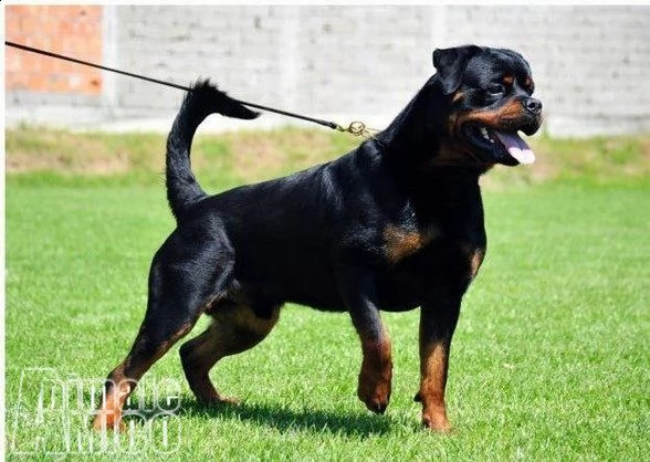 joy e moon 4 mesi rottweiler  tg medio grande cerca casa | Foto 1