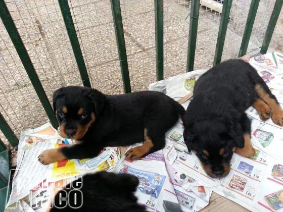 cuccioli di rottweiler figli di campione del mondo