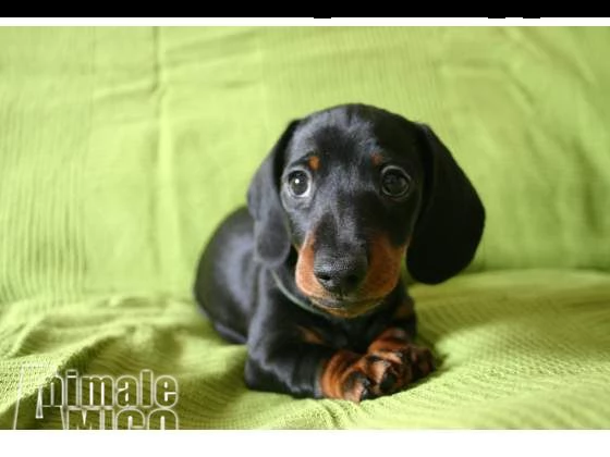 cuccioli bassotto