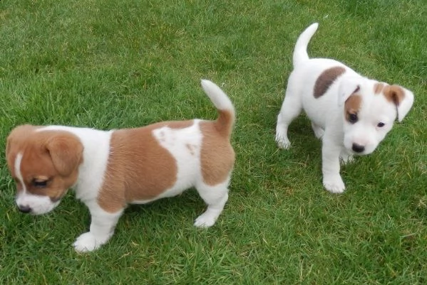 maschi e femmine jack russell | Foto 0