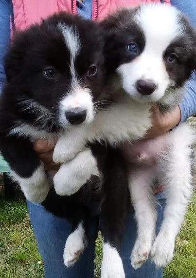 border collie cuccioli