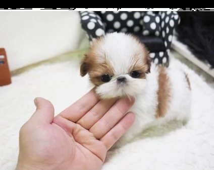 shihtzu maschi e femmine