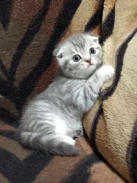 scottish fold maschio e femmina | Foto 0