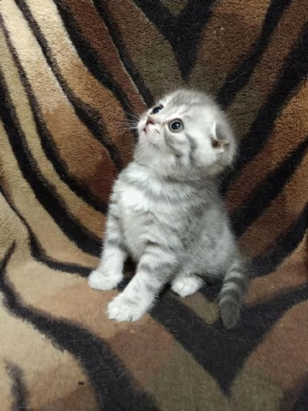 scottish fold maschio e femmina
