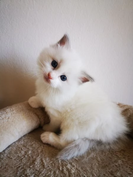 cuccioli ragdoll disponibili 