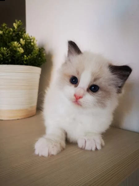 cuccioli ragdoll disponibili  | Foto 4
