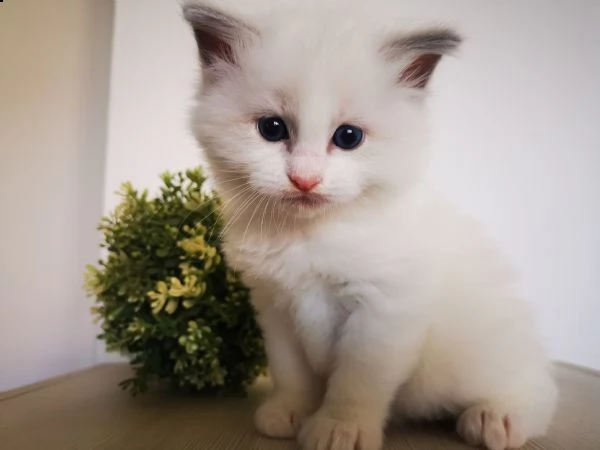 cuccioli ragdoll disponibili  | Foto 3