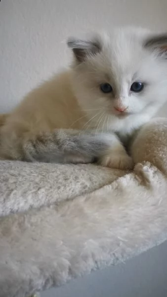 cuccioli ragdoll disponibili  | Foto 2