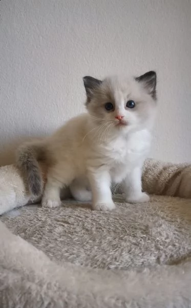 cuccioli ragdoll disponibili  | Foto 1