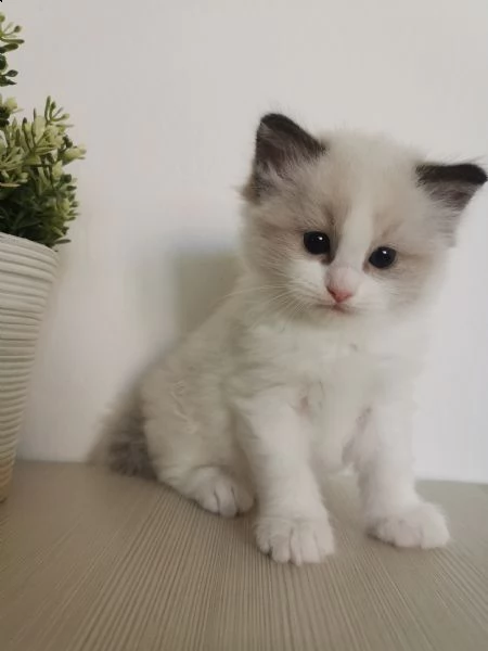 cuccioli ragdoll disponibili  | Foto 0