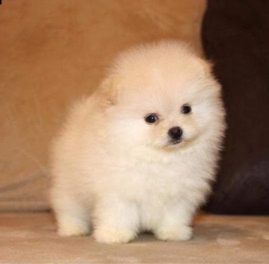 disponibili cuccioli di spitz pomerania toy dolcissimo e bravissimo 