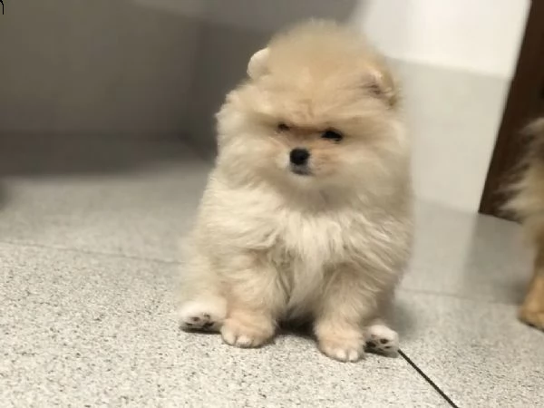 splendida cucciola razza spitz nano volpino di pomerania disponibile