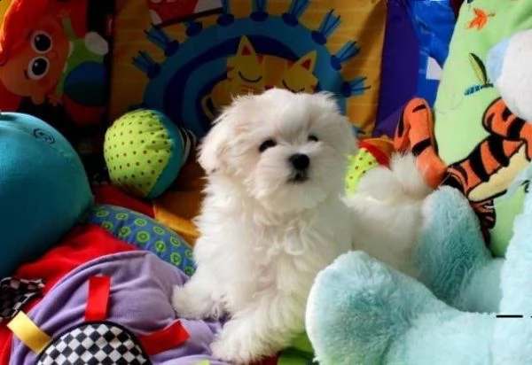 cuccioli di maltesi mini toy 