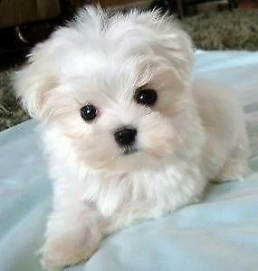 cuccioli di maltese mini toy