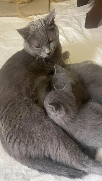 Certosino Cucciolo 