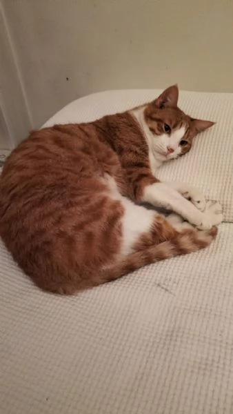 Garfield  Greta   | Foto 0