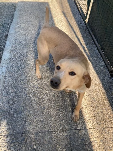 Malva  | Foto 0
