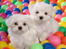 cuccioli di maltese mini toy