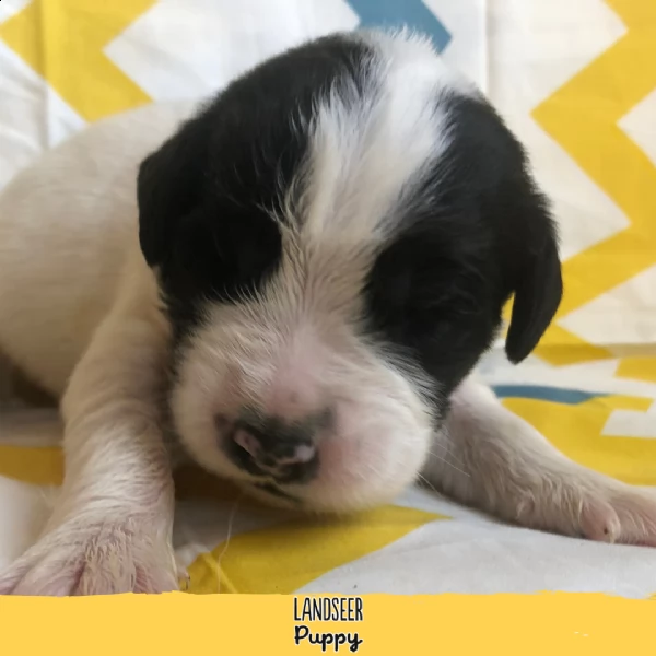 cuccioli di landseer  allevamento landseer puppy