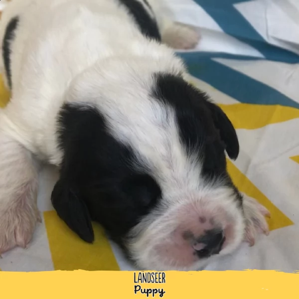 cuccioli di landseer  allevamento landseer puppy | Foto 3