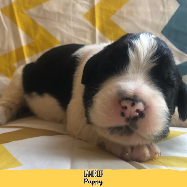 cuccioli di landseer  allevamento landseer puppy | Foto 2