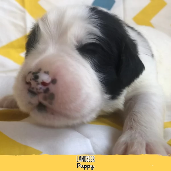 cuccioli di landseer  allevamento landseer puppy | Foto 1