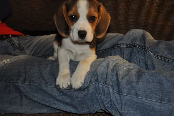 beagle  cuccioli disponibili per ladozione