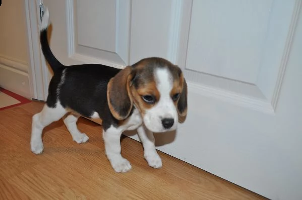 beagle  cuccioli disponibili per ladozione | Foto 0